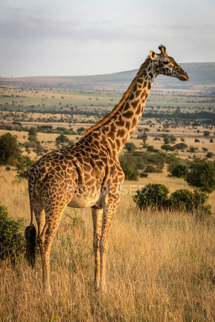 Vista cênica da girafa masai na natureza selvagem preservar — Fotografia de Stock