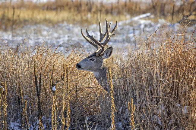 Mule deer buck (Odocoileus hemionus) standing in a grass field with traces of snow and looking left; Denver, Colorado, United States of America — Stock Photo