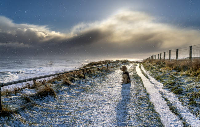 Dog wearing a coat sits on a snow-covered trail along the water's edge looking out to the waves of the River Tyne; South Shields, Tyne and Wear, England — Stock Photo