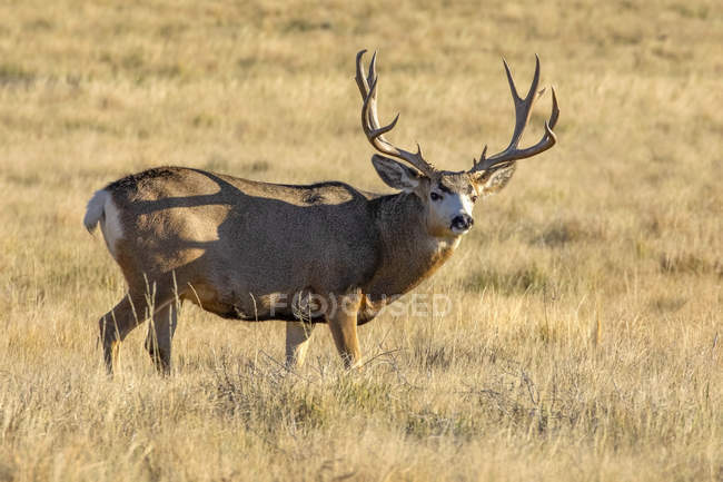 Mule deer buck ou Odocoileus hemionus em pé em um campo de grama, Denver, Colorado, Estados Unidos da América — Fotografia de Stock