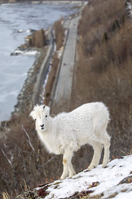 Young Dall sheep (Ovis dalli) looking at the camera from a high hillside overlooking Turnagain Arm and the Seward Highway near MP 107 South of Anchorage, South-central Alaska; Alaska, United States of America — Stock Photo