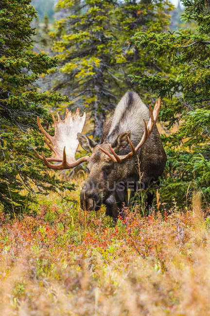 Scenic view of majestic bull moose in wild nature, Chugach State Park, Alaska, United States of America — Stock Photo