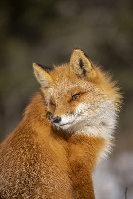 Hermoso zorro rojo con piel majestuosa sobre fondo borroso - foto de stock