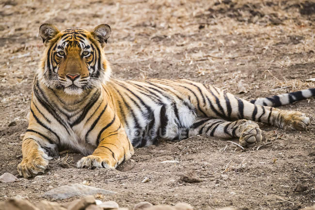 Vista da vicino della maestosa tigre del bengala — Foto stock