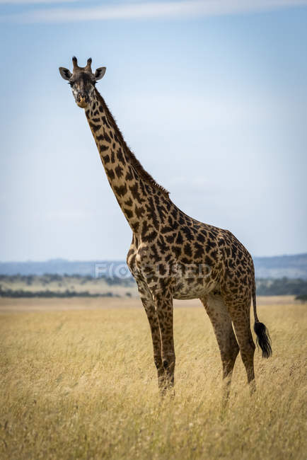 Vue panoramique de la girafe masai dans la nature sauvage préserver — Photo de stock