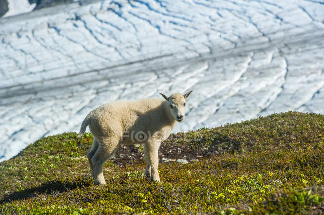 Мальовничий вид гірського козла в Kenai Національний парк фіорди, Аляска, Сполучені Штати Америки — стокове фото