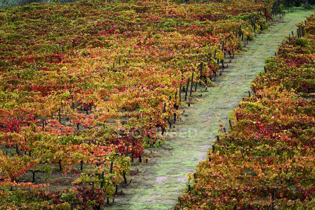 Красочная листва на винограднике в долине Дору, Португалия — стоковое фото
