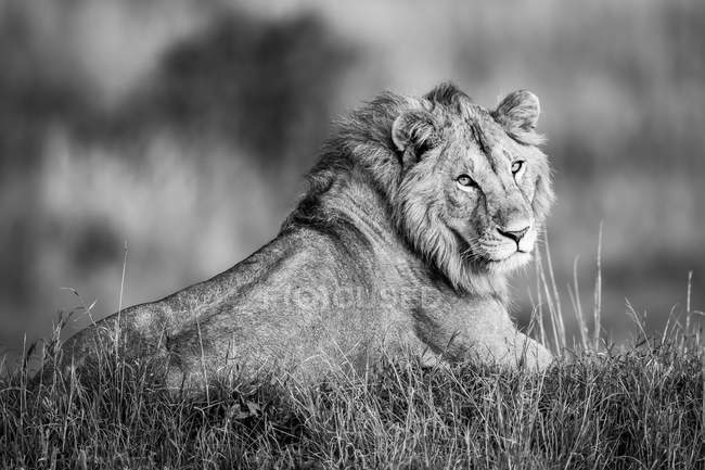 Maestoso leone maschio in natura selvaggia su erba, vista monocromatica — Foto stock