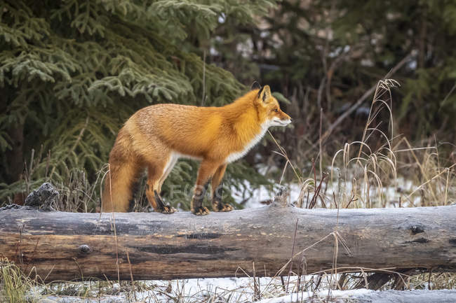 Bella volpe rossa con pelo maestoso in neve invernale a foresta — Foto stock