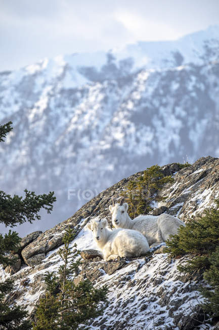 Dall schafe schafe in wilder natur im winter bei chugach mountains, alaska, vereinigte staaten von amerika — Stockfoto