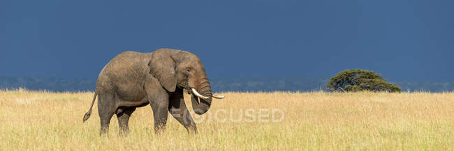 Hermoso elefante africano gris en la naturaleza salvaje, Parque Nacional del Serengeti; Tanzania - foto de stock