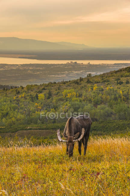 Vue panoramique de majestueux orignaux taureaux dans la nature sauvage, Chugach State Park, Alaska, États-Unis d'Amérique — Photo de stock