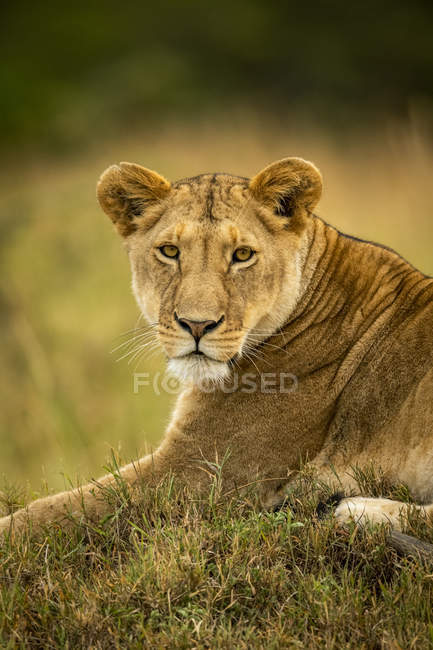 Majestuosa leona o pantera leo en la vida salvaje acostado en la hierba - foto de stock
