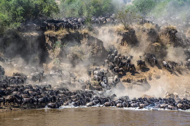 Мальовничий вид на величну синю антилопку, що перетинає річку в дикій природі — стокове фото