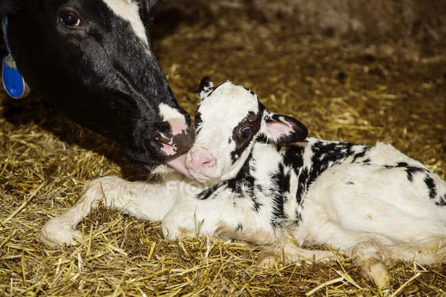 Vaca Holstein con su ternera recién nacida en un corral en una granja lechera robótica, al norte de Edmonton; Alberta, Canadá - foto de stock