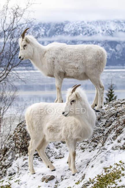 Dall brebis moutons dans la nature sauvage en hiver dans les montagnes de Chugach, Alaska, États-Unis d'Amérique — Photo de stock