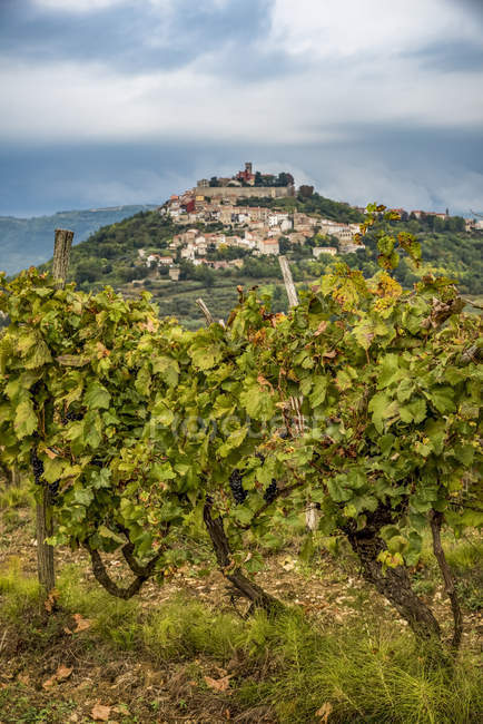 Vineyard surrounding the hilltop medieval town of Motovun, Istria, Croatia — Stock Photo