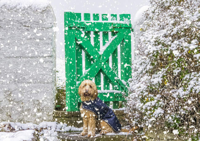 Dog wearing coat and sitting on a steep during a snowfall; South Shields, Tyne and Wear, England — Stock Photo