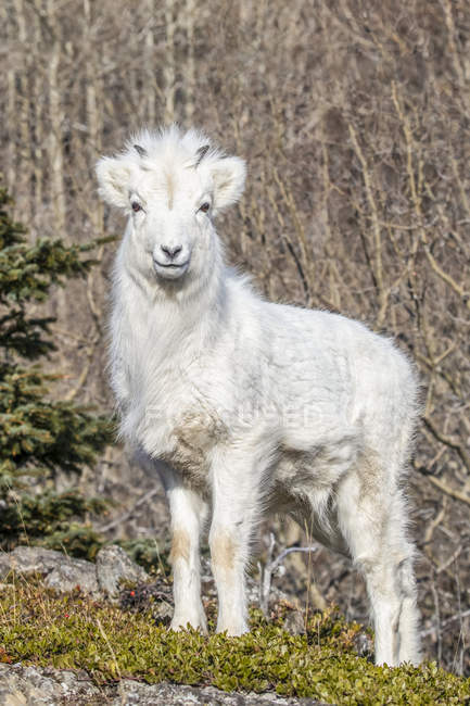 Cordero de oveja Dall (Ovis dalli) con abrigo de invierno blanco, montañas Chugach, centro-sur de Alaska; Alaska, Estados Unidos de América - foto de stock