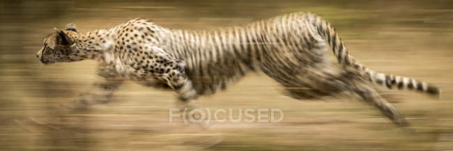 Vue rapprochée du guépard majestueux dans la nature sauvage — Photo de stock