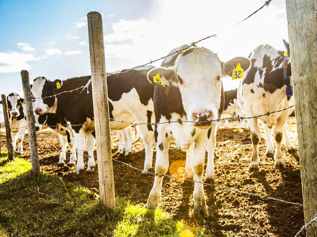 Curiose vacche Holstein in piedi su una recinzione di filo spinato con etichette identificative nelle orecchie in una fattoria di latticini robotici, a nord di Edmonton; Alberta, Canada — Foto stock