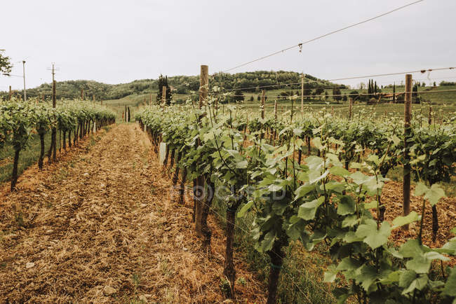 Close-up of rows of grapevines growing on a vineyard; Italy — Stock Photo