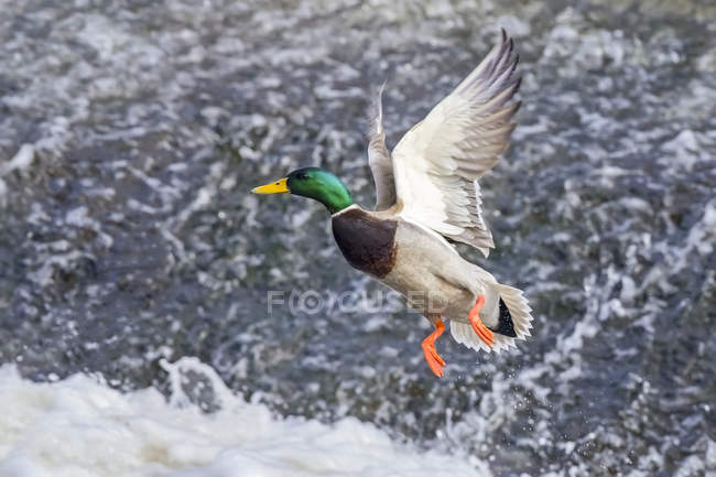 Mallard duck in flight over water; Denver, Colorado, Estados Unidos da América — Fotografia de Stock