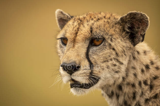 Крупним планом вид на величного гепарда в дикій природі — стокове фото