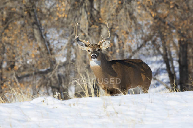 Cervo dalla coda bianca (Odocoileus virginianus) buck in piedi in un campo di erba con neve; Denver, Colorado, Stati Uniti d'America — Foto stock