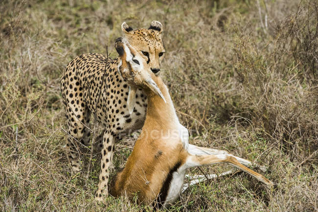 Female Cheetah drags freshly killed Thomson Gazelle — Stock Photo