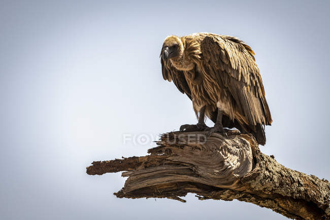 African white-backed vulture  looking down from a dead branch, — Stock Photo