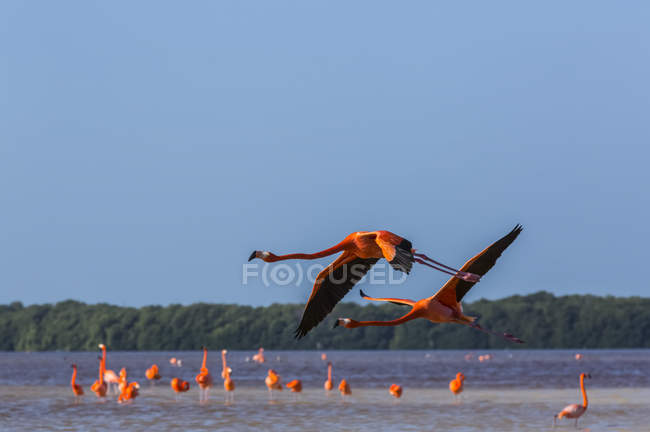 American Flamingos (Phoenicopterus ruber) standing in water with two birds taking flight in the foreground, Celestun Biosphere Reserve; Celestun, Yucatan, Mexico — стокове фото