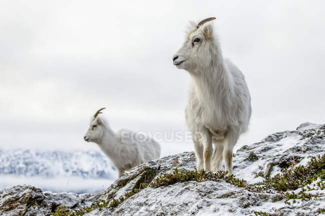 Dall brebis moutons dans la nature sauvage en hiver dans les montagnes de Chugach, Alaska, États-Unis d'Amérique — Photo de stock