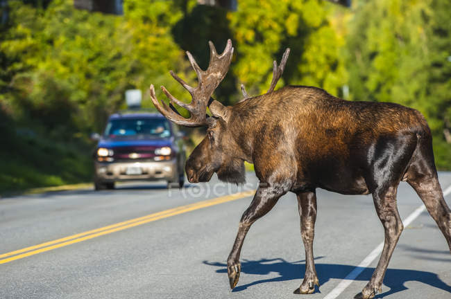 Живописный вид величественного быка, переходящего дорогу в дикой природе, парк Чугач, Аляска, Соединенные Штаты Америки — стоковое фото