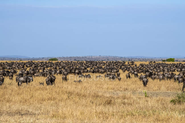 Vista panoramica di maestoso gregge di gnu blu nella natura selvaggia — Foto stock