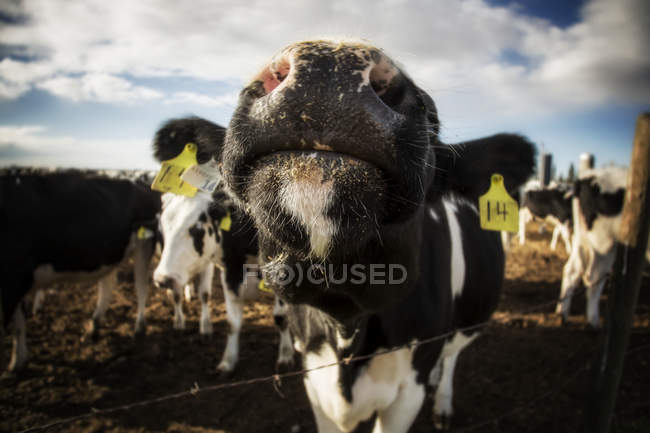 Close-up of the nose of a curious Holstein cow standing at a barb wire fence with identification tags in it's ears on a robotic dairy farm, North of Edmonton; Alberta, Canada — Stock Photo