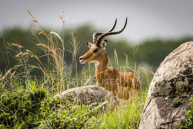 Impala macho (Aepyceros melampus) acostado entre rocas y hierba, Serengeti; Tanzania - foto de stock
