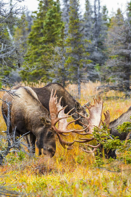 Vista panoramica di maestosi alci toro nella natura selvaggia, Chugach State Park, Alaska, Stati Uniti d'America — Foto stock