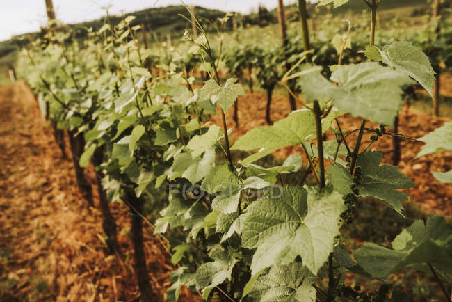 Крупный план рядов виноградников, растущих на винограднике, Италия — стоковое фото