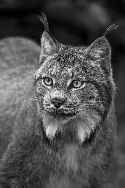 Lynx, Chilkat River, Haines, Alaska, Stati Uniti d'America — Foto stock