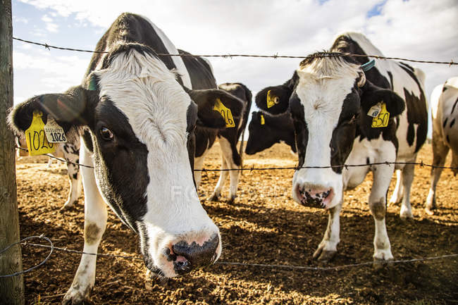 Две молочные коровы Гольштейна любопытно смотрят в камеру, стоя в загоне с опознавательными бирками в ушах на роботизированной молочной ферме к северу от Эдмонтона; Альберта, Канада — стоковое фото