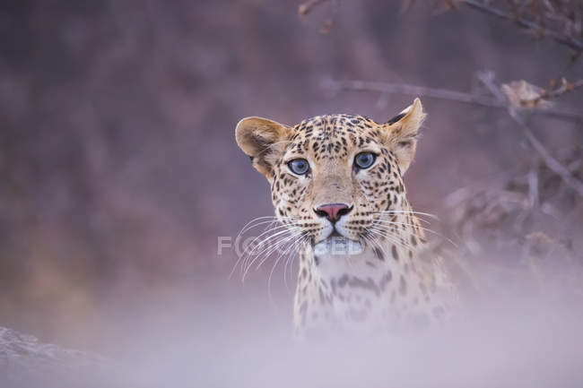 Vista panoramica del maestoso leopardo nella natura selvaggia, sfondo sfocato — Foto stock
