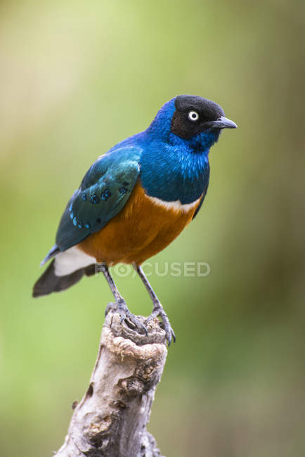 Superb Starling (Lamprotornis superbus) perched on dead snag in Ngorongoro Crater, Ngorongoro Conservation Area, Tanzania — Stock Photo