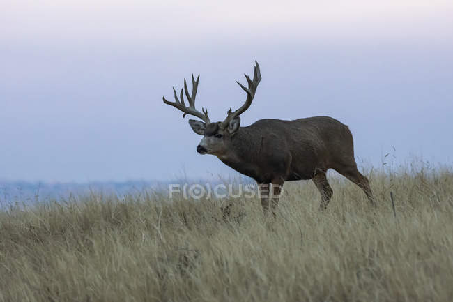 Mule deer or Odocoileus hemionus buck standing in a grass field at sunset, Denver, Colorado, United States of America — стокове фото
