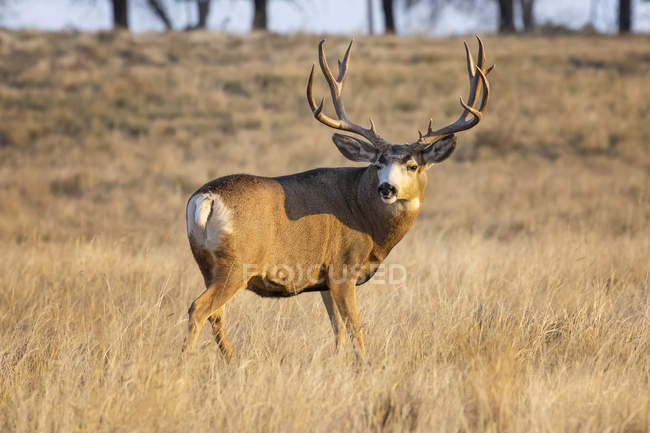 Mule deer buck or Odocoileus hemionus standing in a grass field, Denver, Colorado, États-Unis d'Amérique — Photo de stock