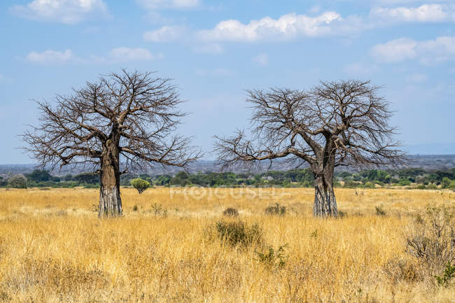 Dos árboles de Baobab sin hojas (Adansonia digitata) en marcado contraste con la hierba seca dorada del Parque Nacional Ruaha, Tanzania - foto de stock