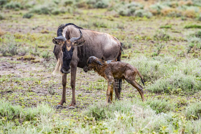 Мальовничий вид на величний синій антилоп у дикій природі, мати і дитина — стокове фото