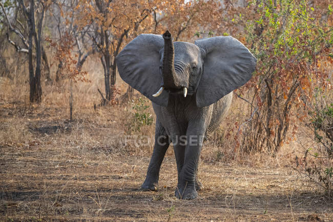 Hermoso elefante africano gris en la naturaleza salvaje, Parque Nacional del Serengeti; Tanzania - foto de stock