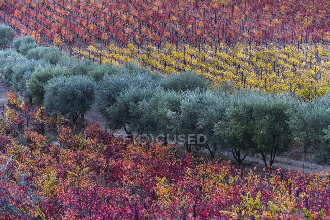 Fogliame variopinto sulle viti in un vigneto, Valle del Douro; Portogallo — Foto stock