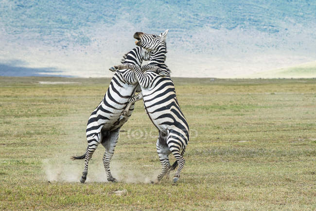 Two zebras fighting in field at wild life — Stock Photo